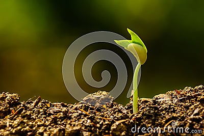 Seedling and growing Stock Photo