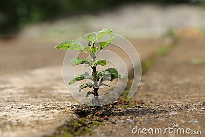 Seedling of a holy basil or tulsi plant emerging from a concrete showing concept of faith, Basil is used as a medicinal plant Stock Photo