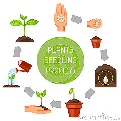 Seedling infographics with phases of plant growth. Image for advertising booklets, banners, flayers and articles Vector Illustration