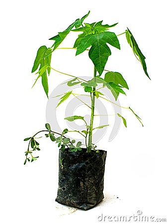 Seedling of Papaya in planting pot Stock Photo