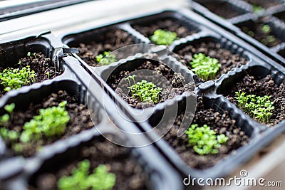 seedling plants growing in germination black plastic tray, selective focus Stock Photo