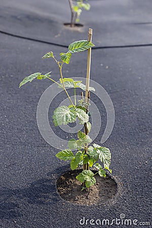 Seedling raspberries freshly planted Stock Photo