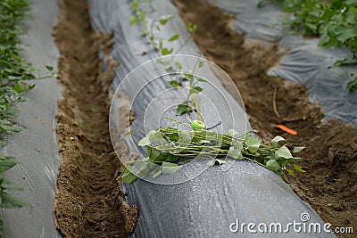 Seedling of vegetables wating for growing on soil in greenhouse with tools Stock Photo