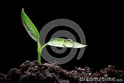 Seedling Stock Photo