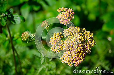 Seedling of yellow flower in a spring season at a botanical garden in close up. Stock Photo