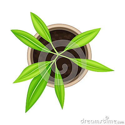 Seedling or Young Plant Growing in Plastic Pot or Box Above View Vector Illustration Vector Illustration