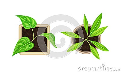 Seedling or Young Plant Growing in Plastic Pot or Box Above View Vector Set Vector Illustration