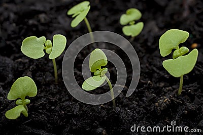 Seedlings Stock Photo