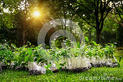 Seedlings Arranged on a Green Lawn Sunlit, Ready to be Transplanted by a Volunteer Group or Eco-conscious Volunteers. Preparing to Stock Photo