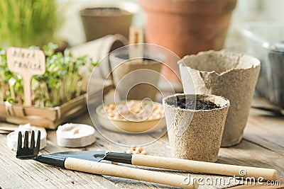 Seedlings in biodegradable pots on wooden table. Green plants in peat pots. Trays for agricultural micro greens Stock Photo