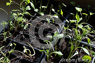 Young green sprouts reach for the sun Stock Photo