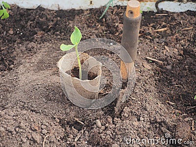 Ð­Seedlings of courgettes in a peat Cup. Next to the Cup, stuck the scoop Stock Photo