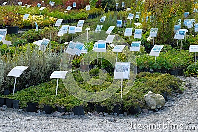 Seedlings of different bushes in pots in garden store in spring. Nursery of various green plants and trees for gardening. Garden Stock Photo