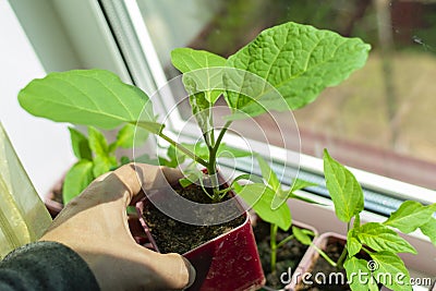 Seedlings of eggplant in pots on the window sill. Preparation for the summer season. Gardening Stock Photo