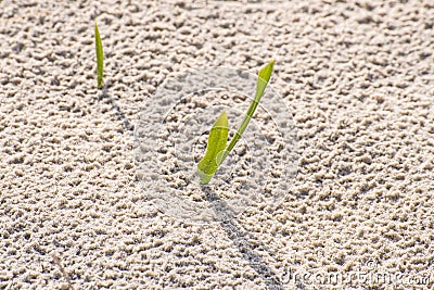 Seedlings of European marram grass Stock Photo