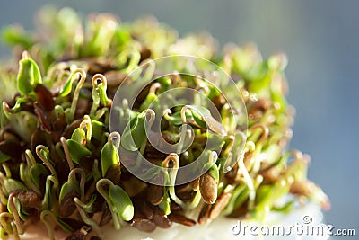 The seedlings of the flaxseeds Stock Photo