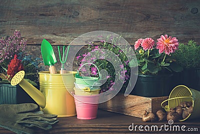 Seedlings of garden plants and flowers in flowerpots. Watering can, buckets, shovel, rake, gloves. Stock Photo