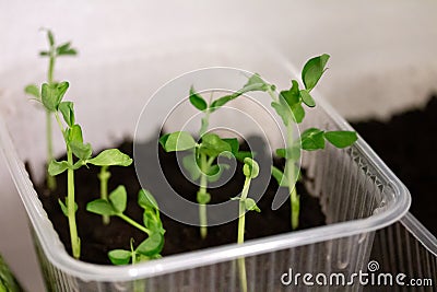 Seedlings of green peas plant growing at home in plastic container on the windowsill Stock Photo