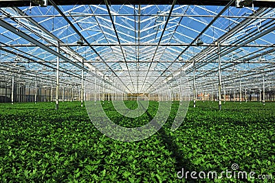 Seedlings in greenhouse Stock Photo