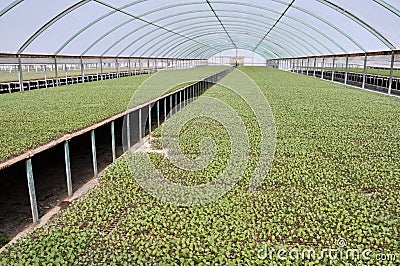 Seedlings in greenhouse Stock Photo