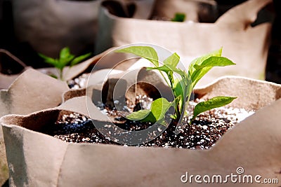 Seedlings Growing in Grow Bags Close-Up Stock Photo