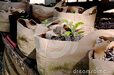 Seedlings Growing in Grow Bags Stock Photo