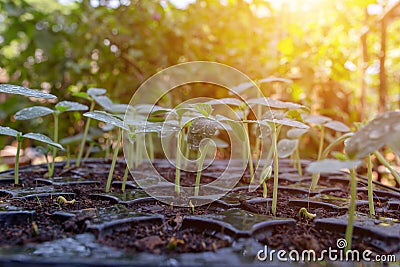 Seedlings growing in the planting panel lighting Stock Photo