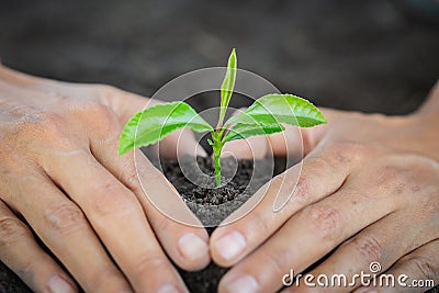 Seedlings are growing, planting tree, reduce global warming, growing a tree, love nature, World Environment Day Stock Photo