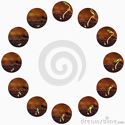 Seedlings growing. Plants grow stages. Seedlings growth periods. Stock Photo