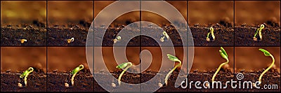 Seedlings growing. Plants grow stages. Seedlings growth periods. Stock Photo