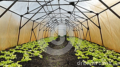 Seedlings lettuce vegetable oakleaf bio green Lactuca sativa young planting oak leaf green detail greenhouse foil field Stock Photo