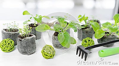 Seedlings of petunias and lobelias in peat pellets on a windowsill. Growing seedlings with peat or coconut tablets in winter and Stock Photo