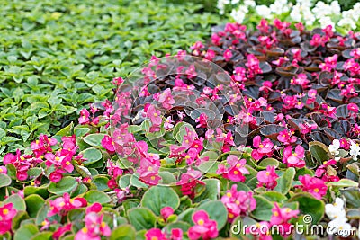 Seedlings of pink begonia. Growing multicolored begonia flower seedlings in modern hydroponic greenhouse Stock Photo