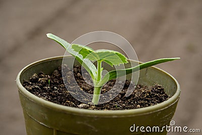 Seedlings in pots Stock Photo