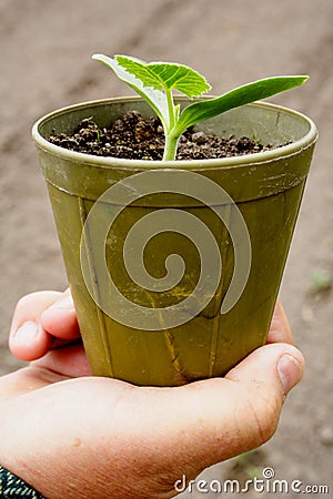 Seedlings in pots Stock Photo