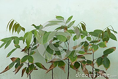 Seedlings of Rambutan tree Stock Photo