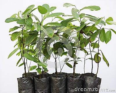 Seedlings for reforestation. Stock Photo