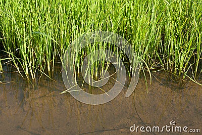 Seedlings of rice Stock Photo