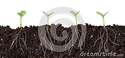 Seedlings and Roots Cutaway Stock Photo