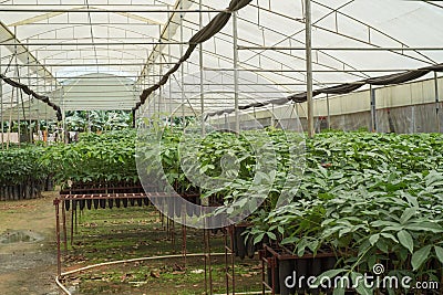 Seedlings of rubber trees on a plantation in Wayanad, Kerala Stock Photo