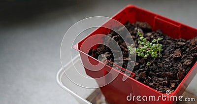 Seedlings of thyme in clod of soil potted Stock Photo