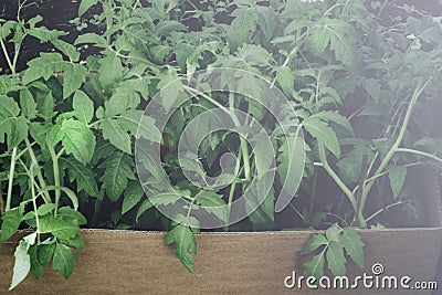 seedlings of tomato in paper box Stock Photo