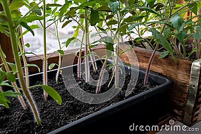 Seedlings of tomatoes in a box. Hairy stems of a young plant Stock Photo