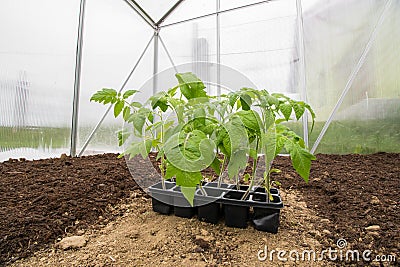 Seedlings Tomatoes Plant Vegetable in Small Greenhouse ready for Stock Photo