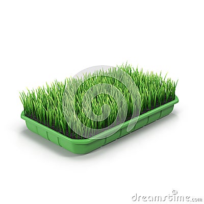 Seedlings Tray Stock Photo