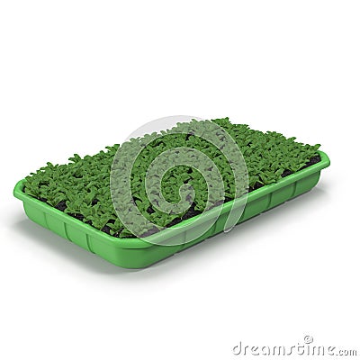 Seedlings Tray Stock Photo