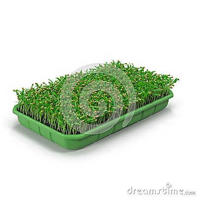 Seedlings Tray Stock Photo
