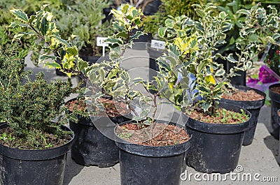 Seedlings of various conifers and holly with price tags Stock Photo