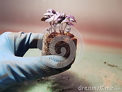 Seedlings - very beautiful basil seedlings in a pot in a gloved hand Stock Photo