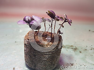 Seedlings - very beautiful seedlings of basil in a pot Stock Photo